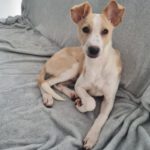 Mischling Peppo, 05/2022, Endgröße 40-45 cm, 94036 Passau