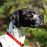 Pointer Koda, 03/2020, ca. 60 cm, 24635 Daldorf