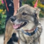 Ostdeutscher Schäferhund Adonis, 03/2019, 55 cm