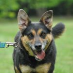 Mischling Arena, 03/2016, 40 cm