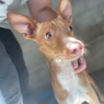 Podenco Arturo, 12/2021, ca. 40 cm