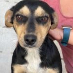 Mischling Axel, 09/2021, ca. 30 cm