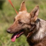 Mischling Bax, 01/2022, ca. 40 cm