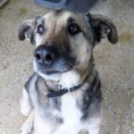 Mischling Chewbaca, 02/2017, 65 cm