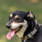 Mischling Chimera, 03/2021, 35 cm