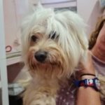 Malteser Chumi, 09/2011, 35 cm