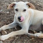 Bodeguero Mischling Coco, 06/2022, ca. 40-50 cm