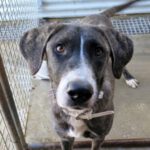 Mischling Espartana, 11/2021, ca. 70 cm