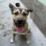 Mischling Freddy, 02/2022, 50-55 cm