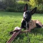 Malinois Hugo, 05/2022, Endmaß ca 60 cm, 68305 Mannheim