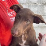 Podenco Jubilee, 05/2022, ca 40 cm