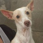 Podenco Katie, 09/2020, 40 cm