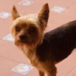 Yorkshire Terrier Kiara, 09/2014, 20 cm