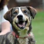 Mischling Kokos, 03/2012, ca. 40 cm