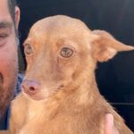 Podenco-Pinscher-Mix Leire, 04/2020, 30 cm