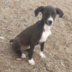 Bodegueromischling Lilibet, 06/2022, ca 40-50 cm