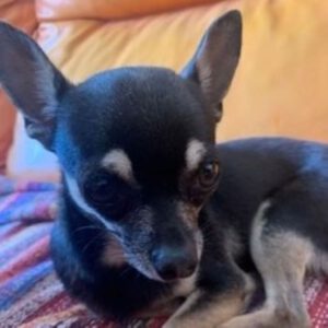 Chihuahua Linda, 07/2019, 20 cm