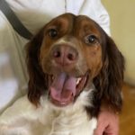 Spanielmischling Luci, 10/2018, ca. 45 cm