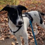 Mischling Marley, 05/2022, Endgröße ca. 40-50cm, 14478 Potsdam