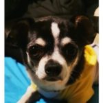 Chihuahua Mickey, 10/2019, ca. 20 cm, 69257 Wiesenbach