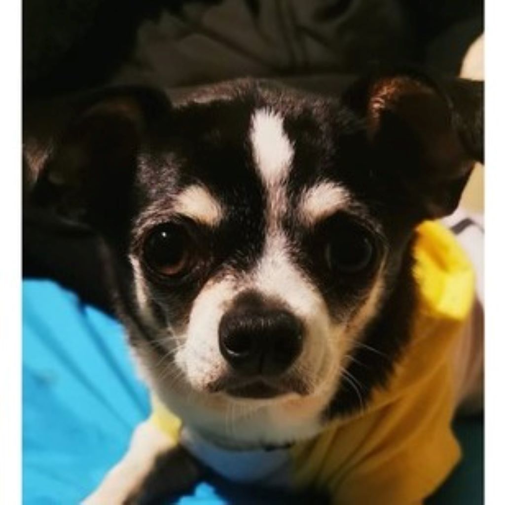 Chihuahua Mickey, 10/2019, ca. 20 cm, 69257 Wiesenbach