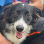Border Collie Moncho, 02/2022, ca. 50 cm