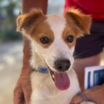 Mischling Nanito, 09/2021, ca. 40 cm