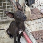 Mischling Nene, 06/2022, ca. 35 cm