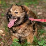 Mischling Paker, 12/2020, 30 cm