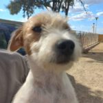 Mischling Pancho, 06/2022, ca. 45 cm