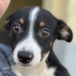 Bodegueromischling Pretzel, 05/2022, ca. 40-45 cm