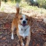 Mischling Rocky, 10/2017, 35 cm