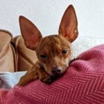 Chihuahua-Rehpinscher Mischling Sancho, 03/2021, ca. 30 cm, 63075 Offenbach