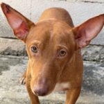 Podenco Maneto Sid, 09/2021, 30 cm