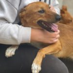 Mischling Socks, 06/2019, ca. 40 cm