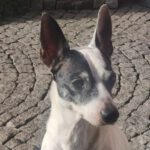 Bodeguero Toby, 07/2015, ca. 32 cm, 63667 Nidda