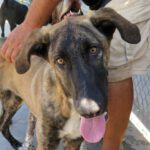 Mischling Trixie, 02/2022, 70 cm