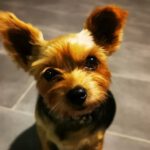 Yorkshireterrier Yacky, 09/2014, 25 cm, 69257 Wiesenbach