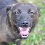 Mischling Malinka, geb. 2020, ca.33 cm