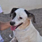 Bodeguera Mare, 07/2012, ca. 35 cm