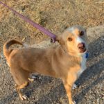 Podencomischling Marley, geb.2013, ca. 45-50 cm