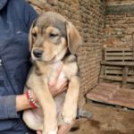 Mischling Marvin, 06/2022, 50 cm