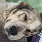 Mastin Espanol Oskar, 02/2019, ca. 72 cm