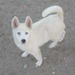 Sibirian Husky Sky, 06/2022, Endgröße ca. 55 cm