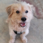 Malteser Pekinese Mischling Cobre, 06/2011, ca. 35 cm, 65232 Taunusstein