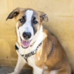 Mastin Mischling Ramses, 05/2022, Endgröße ca. 65 cm