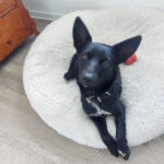 Podenco Mischling Nikolai, ca. 10/2021, ca. 42 cm