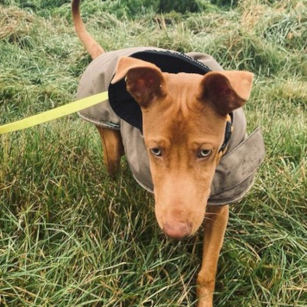 Podenco Lillabeth, 06/2022, ca. 38 cm, 21224 Rosengarten