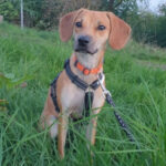 Mischling Filiz, ca. 02/2022, ca. 45 cm, 61191 Rosbach vor der Höhe