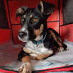 Mischling Enya, 02/2022, Endgröße ca. 45 cm, 53229 Bonn